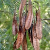 Leuceana pods