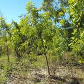 Neem trees