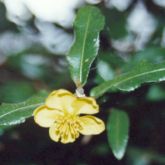 Ochna flower