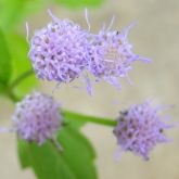 Praxelis flower close-up