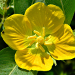 Thumbnail of Peruvian primrose