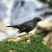 Thumbnail of Blackbird