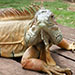 Thumbnail of Green iguana
