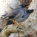 Thumbnail of Jungle myna