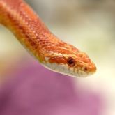 American corn snake