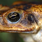 Cane toad head