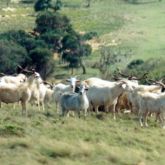 Feral goat herd