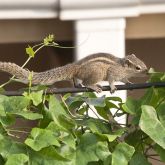 Indian palm squirrel side view