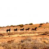 Feral horse group