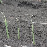 Damage to sorghum crop caused by migratory locust