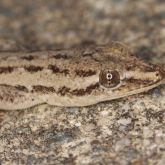 Asian house gecko on rock