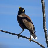 Indian myna on branch