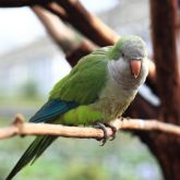 Monk parakeet perched