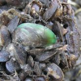 Asian green mussels