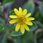 Bitou bush flower