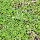 Alligator weed ground cover