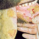 Steer's tongue with 4-day-old lesions. Note progressive loss of lesion margination and extensive fibrin infilling.