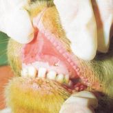 Sheep's dental pad and upper gum with 2-day-old lesion. Lesion margins are sharp.