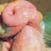 Pig's snout with 2-day-old vesicles. Note necrosis of epithelium at lesion sites.