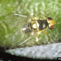 A small yellow-and-black fly on a leaf