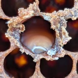Pale coffee-coloured mass in the base of a beehive cell  