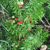 Asparagus fern