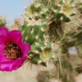Jumping cholla flower