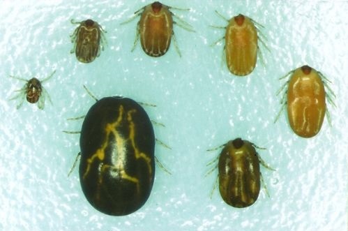 Cattle ticks during different life stages