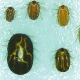 Boophilus females at various sizes