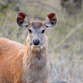 Juvenile sambar deer