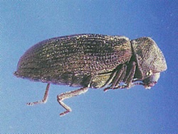An adult common furniture beetle