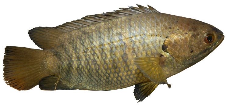 Climbing perch: restricted noxious fish