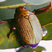 Christmas beetle 