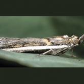 Small grey narrow moth