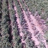 Aerial photo of a patch of dead plants in a cotton field