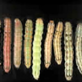Variations in helicoverpa larvae