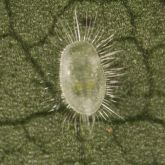 Oval and scale-like insect with white hairs