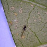 Dark aphid with wings, near paler aphid nymphs.