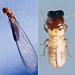 Thumbnail of West Indian drywood termite