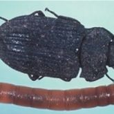 Dark oval beetle and brown cylindrical larva with flanges around the thorax