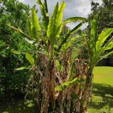 Banana bunchy top in backyard banana plants