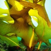 Seaweed growing on sea floor, about 1m long