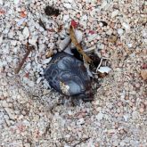 Tropical fire ants attack a turtle hatchling that is still in its nest