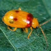 Orange oval-shaped beetle with reddish patches