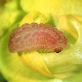 Pale cream to pale pink butterfly larva