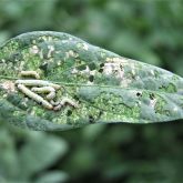 Medium cluster caterpillar larvae showing dark spots slightly back from the head