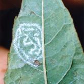 Spiralling whitefly eggs laid in a spiral pattern