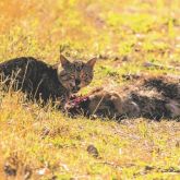 Feral cat with kangaroo carcass