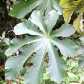 Mexican bean tree leaf