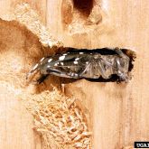 Example of the Asian longhorned beetle insect boring into timber